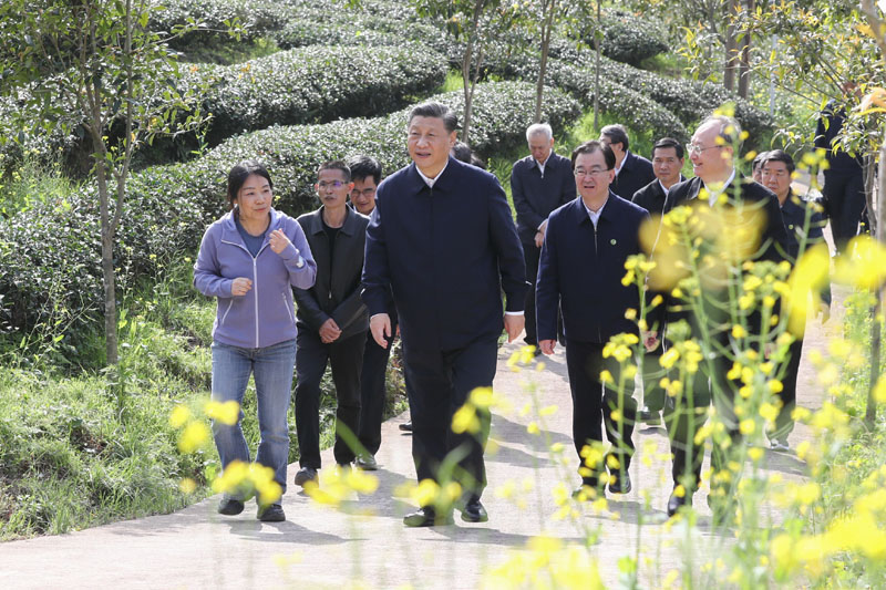 3月22日至25日，中共中央總書記、國家主席、中央軍委主席習(xí)近平在福建考察。這是22日下午，習(xí)近平在南平武夷山市星村鎮(zhèn)燕子窠生態(tài)茶園，察看春茶長勢(shì)，了解當(dāng)?shù)夭璁a(chǎn)業(yè)發(fā)展情況。新華社記者 鞠鵬 攝